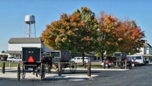 Line of horse-drawn wagons hitched to horses parked in a lot with autumn trees behind, a white building in the background.